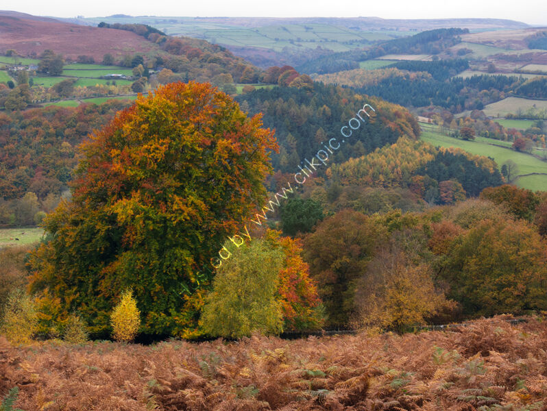 AUTUMN WOODS by Ralph Willis