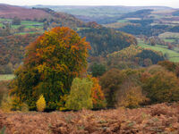 AUTUMN WOODS by Ralph Willis