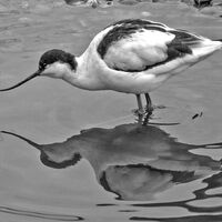 AVOCET by Derrick Tuplin