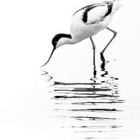 AVOCET by Neil Partridge