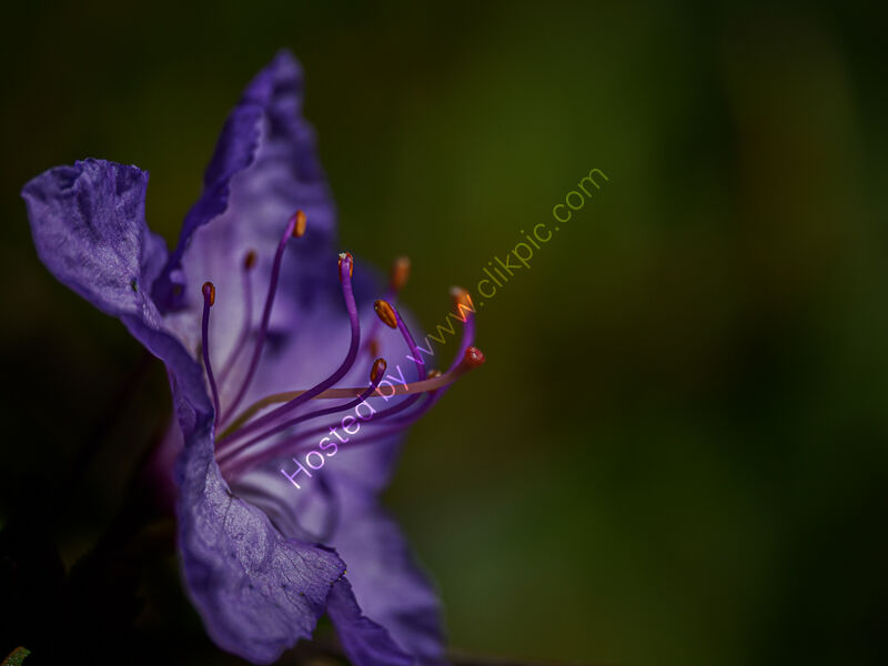 AZALIA by Chris Jackson