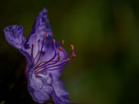 AZALIA by Chris Jackson