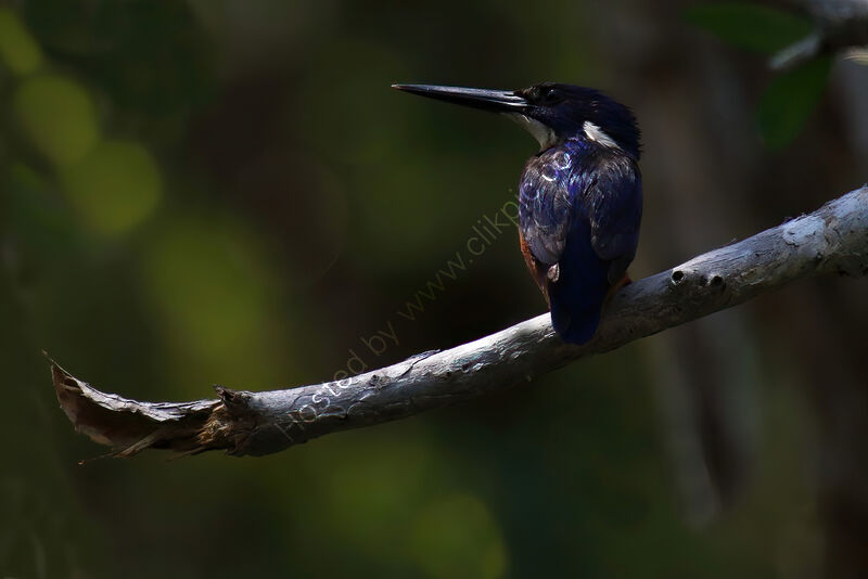 AZURE KINGFISHER by Ian Humphries