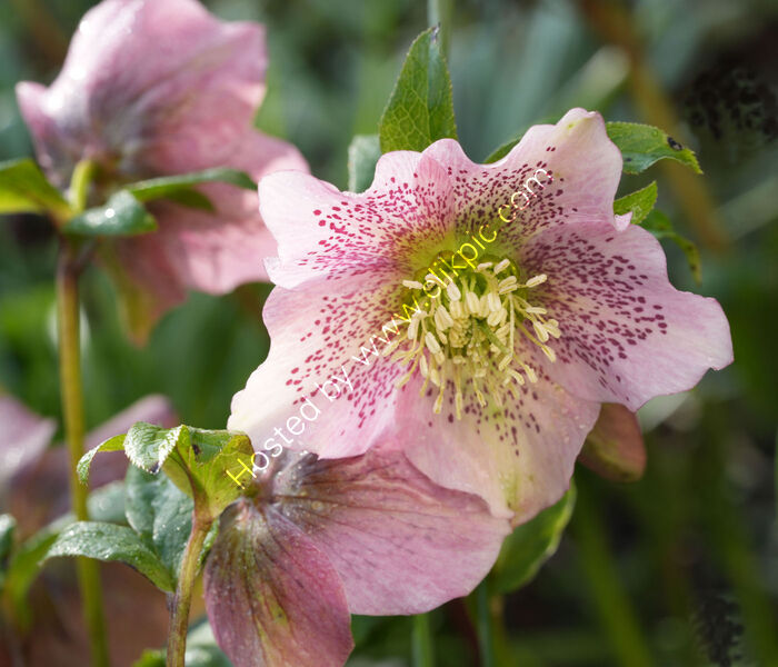 A DAMP FLOWER OR TWO by Malcolm Neal