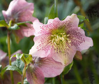 A DAMP FLOWER OR TWO by Malcolm Neal