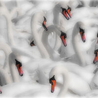 A DREAM OF SWANS by Graham Duro