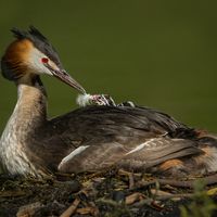 A FEATHER FOR THE CHICK by Martin Vaughan