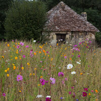 A FRENCH COUNTRY GARDEN by Brenda Howard