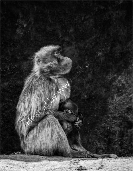 A MOTHER'S LOVE, GELADA by Mark Constable