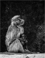 A MOTHER'S LOVE, GELADA by Mark Constable