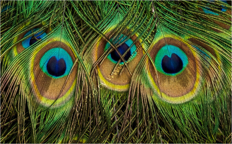 A PEACOCKS FEATHERS by Neil Partridge