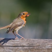 A ROBIN WITH MORSEL by Stanley J Annable