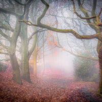 A TANGLE OF TREES, CHEVIN WALKWAY by Ashley Franklin