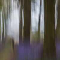 A WALK THROUGH THE BLUEBELL WOOD by Christine Maughan