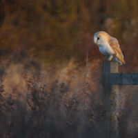 A WATCHFUL EYE by Ian Humphries