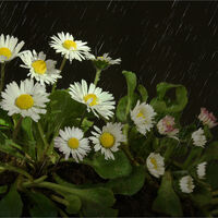 A WELCOME SHOWER by Sue Swain
