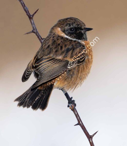 A WINTER STONECHAT by Hans Kralt