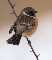 A WINTER STONECHAT by Hans Kralt