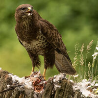 A BUZZARDS LUNCH by Stanley J Annable