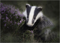 BADGER CUB IN HEATHER by Chris Greaves