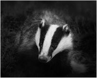 BADGER EMERGING FROM THE SET by Chris Greaves