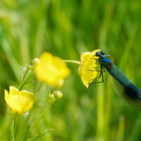 BANDED DEMOISELLE