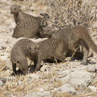 BANDED MONGOOSES by Malcolm Neal