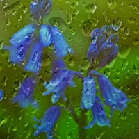 BANK HOLIDAY BLUEBELLS by Stanley J Annable