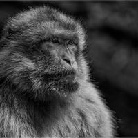 BARBARY MACAQUE by Mark Constable