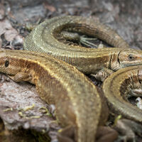 BASKING LIZARDS by Christine Maughan