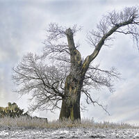 BATTLING WIND, FROST AND DECAY