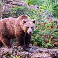 BAVARIAN BEAR by Peter Ward
