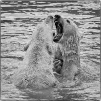 BEAR FIGHT by Christine Maughan