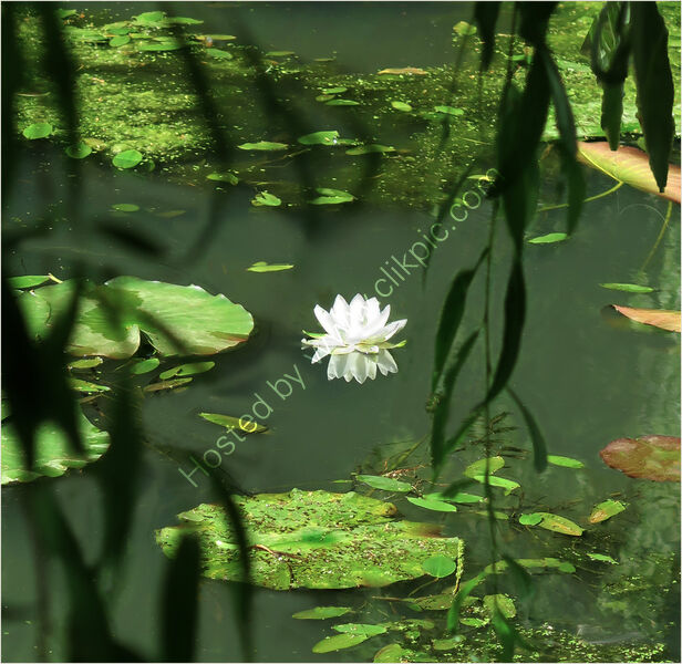BEAUTY IN A WILDERNESS by Susan Swain