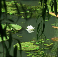 BEAUTY IN A WILDERNESS by Susan Swain