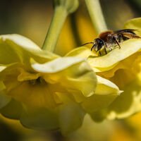 BEE AND BLOOMS by Christine Maughan
