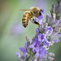 BEE ON LAVENDER by Sam Ruth