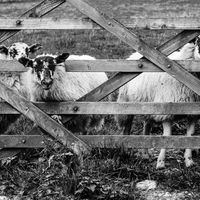 BEHIND BARS by Christine Maughan