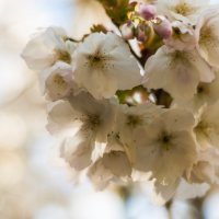 BLOSSOM - BELTON HOUSE