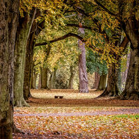 BENCH AMONGST AUTUMN LEAVES by Tony Barker