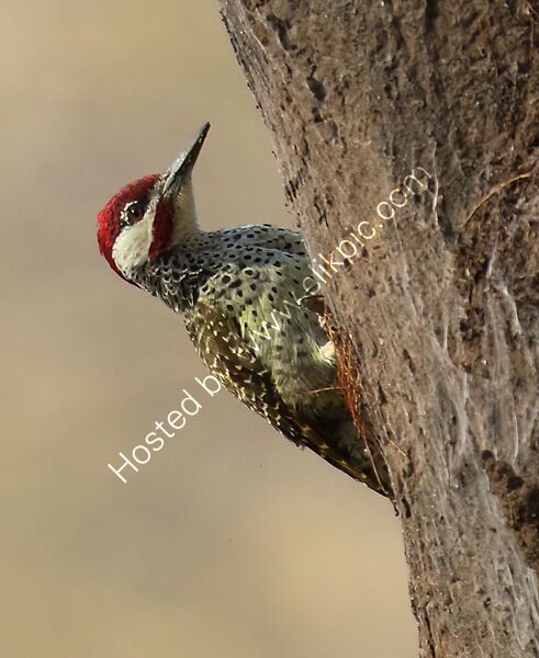BENNETT'S WOODPECKER by Ian Humphries