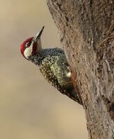 BENNETT'S WOODPECKER by Ian Humphries