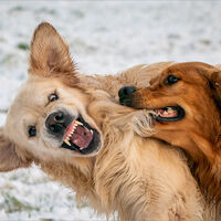 BEST FRIENDS REALLY by Sarah Middleton