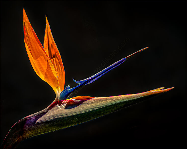 BIRD OF PARADISE FLOWER by Tony Barker