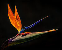 BIRD OF PARADISE FLOWER by Tony Barker