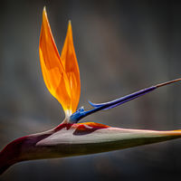 BIRD OF PARADISE by Tony Barker