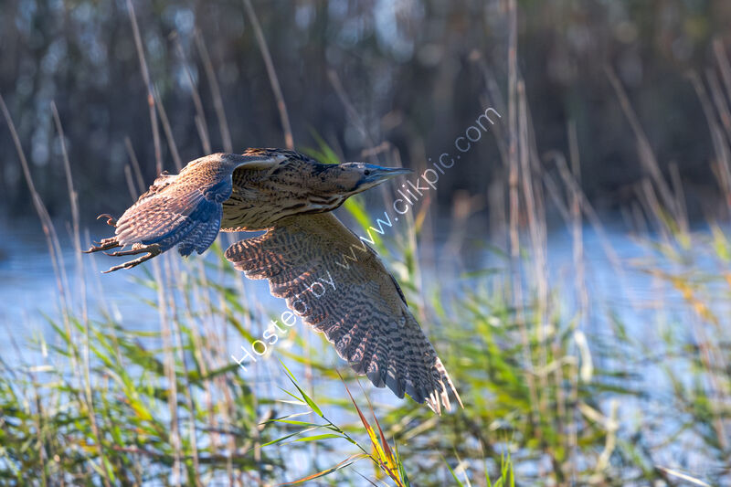 BITTERN by Andy Inns