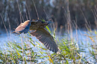 BITTERN by Andy Inns