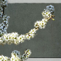 BLACKTHORN BLOSSOM by Alan Locke