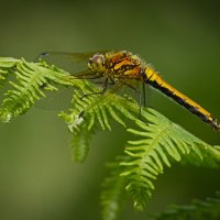 BLACK DARTER